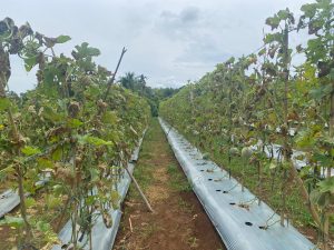 Dua Buah Satu Batang: Strategi Kebun Melon Bengkulu Jaga Kualitas